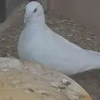 حمام فرنسي سوبر جامبو
