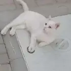 للتبني سكوتش ذكر