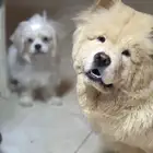 تدريب كلاب طاعة و فندقة تلقيح صناعي