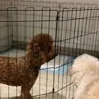 كلب للبيع توي بودل متدرب
