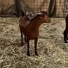 تيوس محايلي