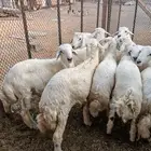 طليان حريه