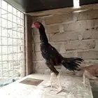 للبيع