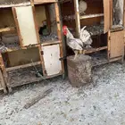 دجاج وديكة حباحب