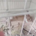 ينبع الهيئة
