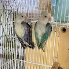 نوادر ببغاء الفيشر