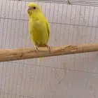 انثى بادجي لاتينو صفراء عيون حمراء