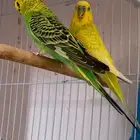 جوز بادجي سوبر حجم طيب