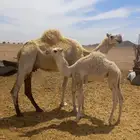 ناقه لقحه للبيع