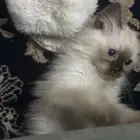 الطائف