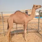 قعود للبيع بالجبيل السعر 4250