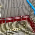 بادجي و زيبرا