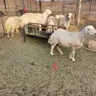 للبيع غنم مع الفحل