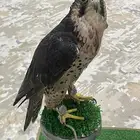 قرناس ثنو. مقاس 13 ونص. طير كفو
