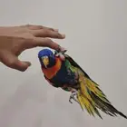 للبيع فرخ لوري طفره