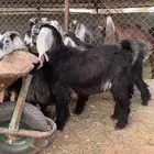تيوس للبيع 5 أشهر