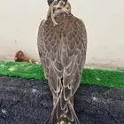 حر من حر