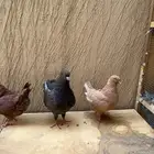 حمام كنق