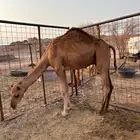 قعود للبيع
