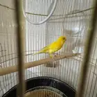 طير كناري ذكر تغريد نار مضاف فيديو
