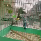 طيور تاتجي ابو وردتين على الظهر