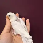 فرخ روز نهاية غر
