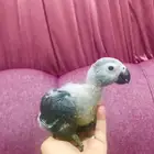 فروخ غر انتاج محلي كاسكو