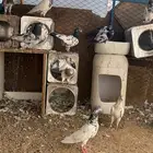 حمام