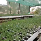 شتلات طماط رامسي
