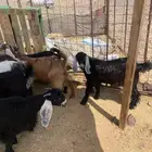 جفار عوارض