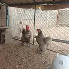 زوج براهما