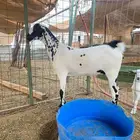 جفرة بيشي