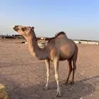 بكره للبيع