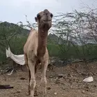 جمل للبيع