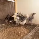 صوص براهما