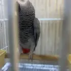 بغبغاء كاسكو