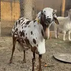 بربري نمري سلاله ومعرف