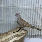 يمام الماسي اورنج انثى نثية يمام ملكي
