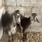 عنز عارضيات ثنيات