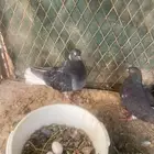 جوز أوكراني سكاي كتر