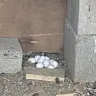 دجاج جبنايز صيني