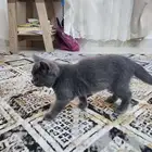 كتن سكوتش اطراف قصيره