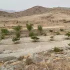 مزرعة في الجعرانة  للإيجار يوجد غرفتين و دورات مياه
