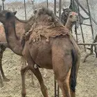 بكره للبيع العمر 8 شهور الموقع وادي ريم جنوب المدينه