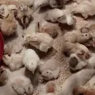 صيصان بلدي الحبه بريال واحد فقط