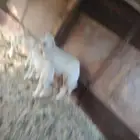 شاء الحري ورخل الخروف وصف
