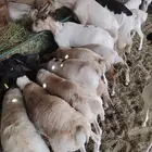 غنم بربري وتيوس جمله وتفريد