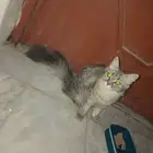 قطه