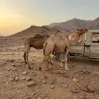 نياق حيل الي يبغا يقنى ولا يذبح وحده سمين