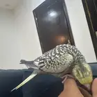 كروان فراشه أليف وهد د